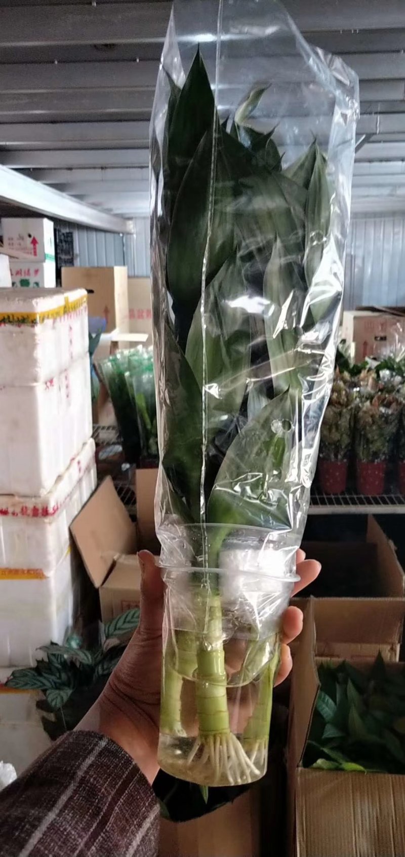 富贵竹
