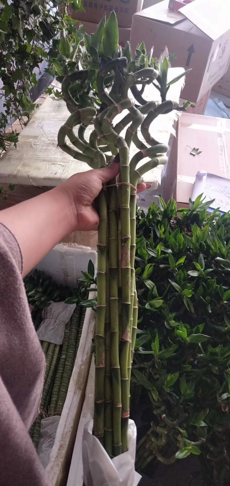 富贵竹