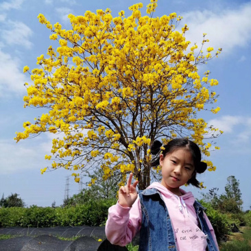 黄花风铃木树苗小苗杯苗袋苗多花紫花风铃木品种