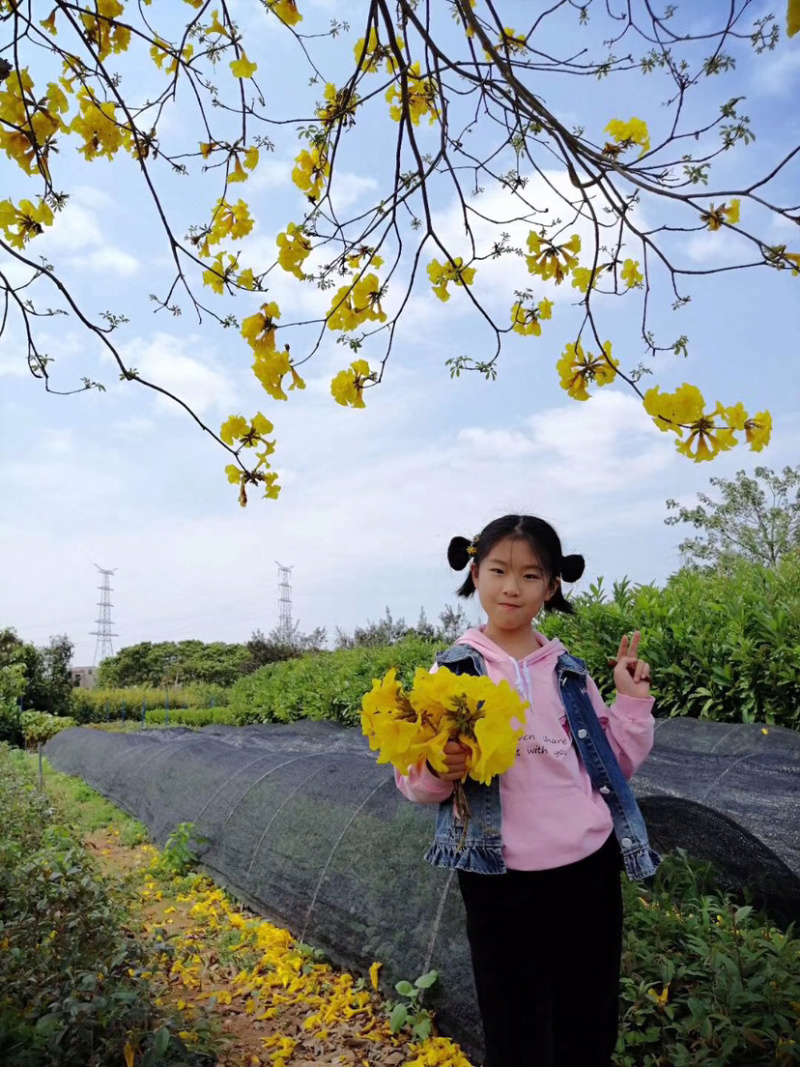 黄花风铃木树苗小苗杯苗袋苗多花紫花风铃木品种