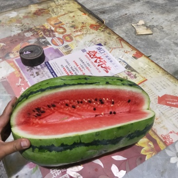 蒙阳处理瓜