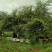 缅甸进口枣花蜜天然成熟蜜质量品质有保证无添加无浓缩