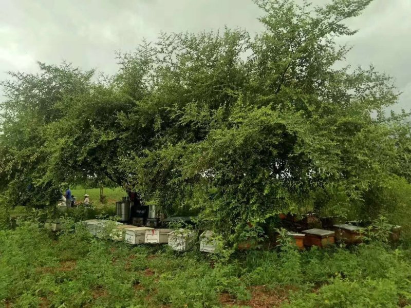 缅甸进口枣花蜜天然成熟蜜质量品质有保证无添加无浓缩