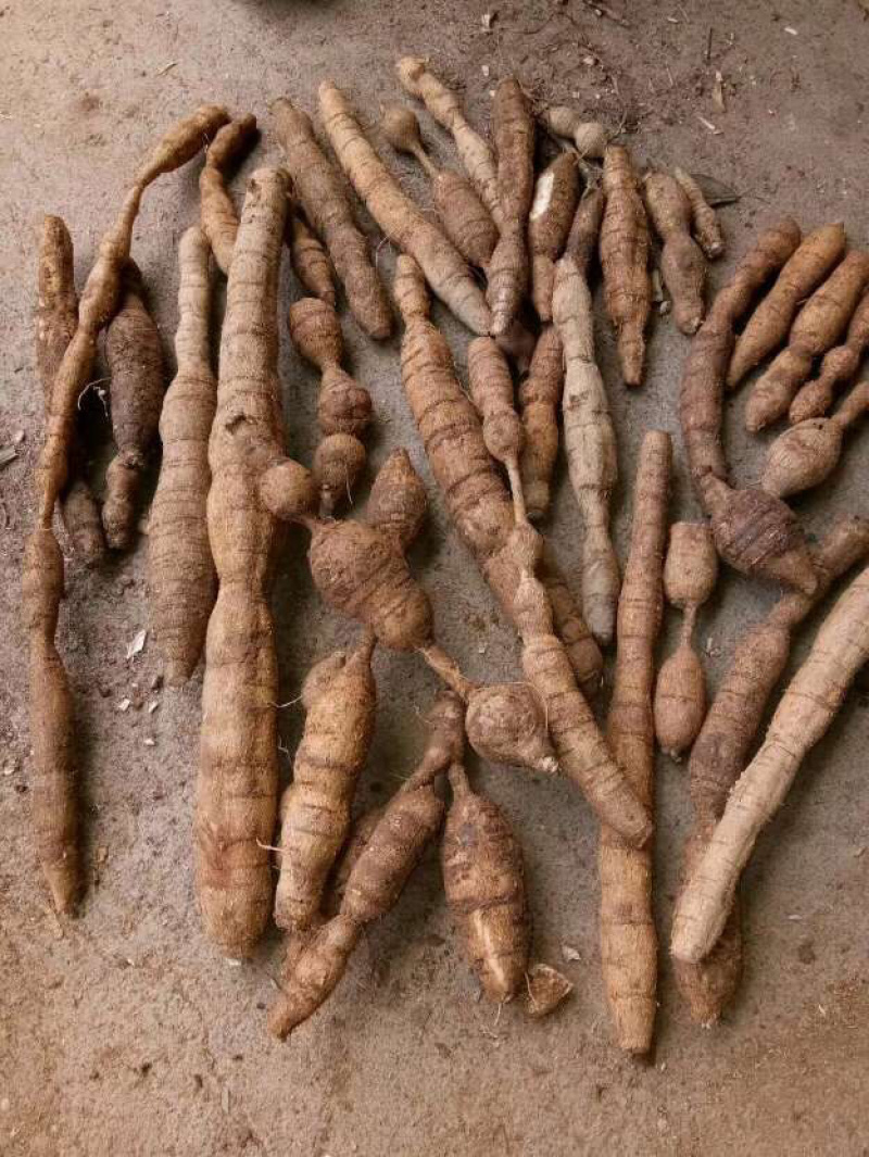 野生牛大力金钟根大力薯