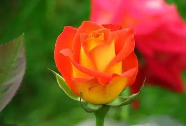 大花月季花朵特写展示