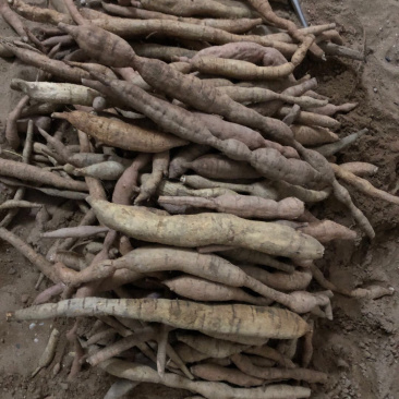 野生牛大力金钟根大力薯