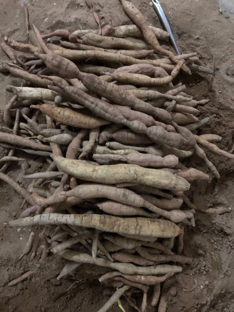 野生牛大力金钟根大力薯