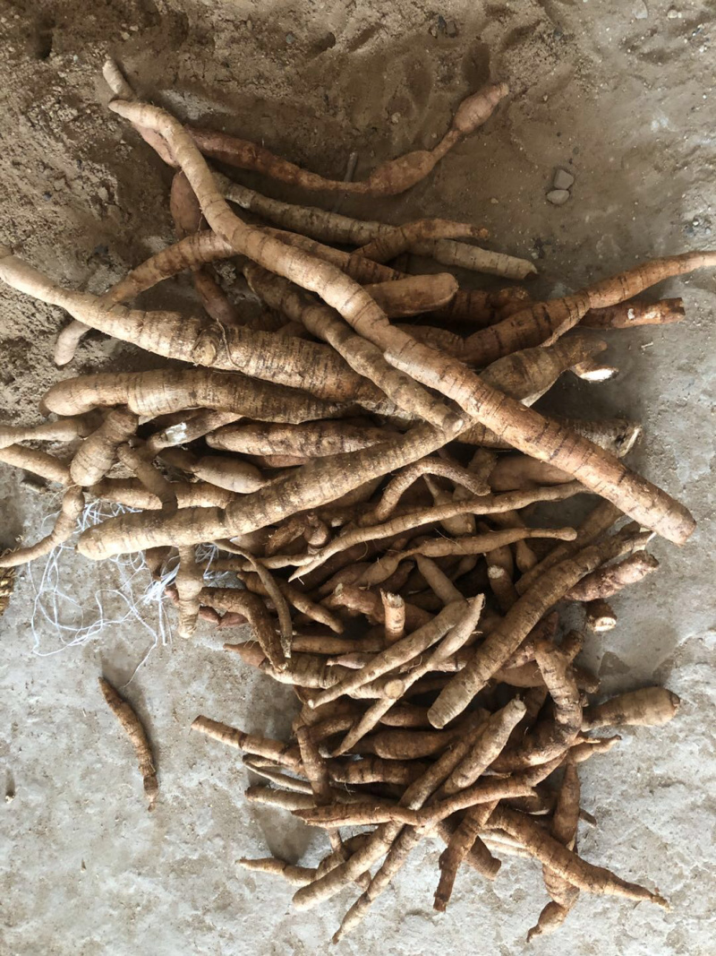 野生牛大力金钟根大力薯