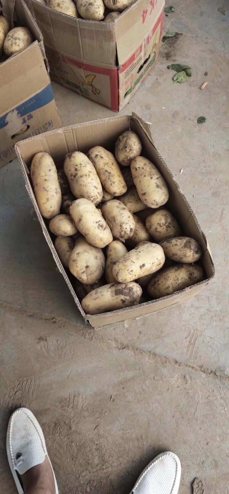 【冷库荷兰十五土豆飞鸽找货一件代发黄心】