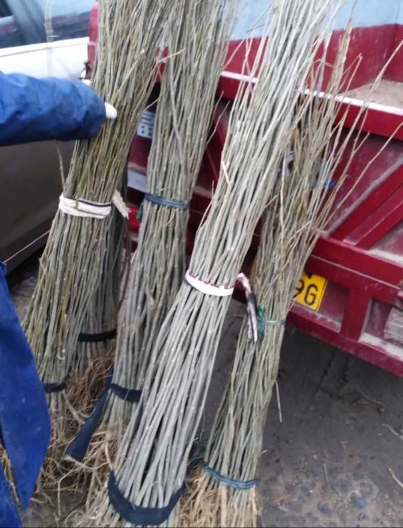 合欢树苗合欢苗绒花树苗芙蓉花树苗庭院盆栽合欢树苗绿化工程