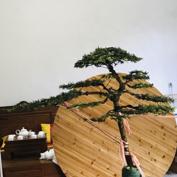 罗汉松造型，顶流大师出品，年产量低，树型飘逸优美