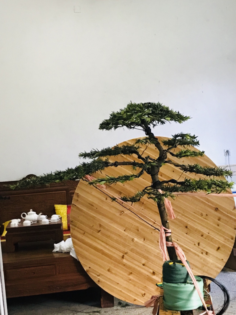 罗汉松造型，顶流大师出品，年产量低，树型飘逸优美