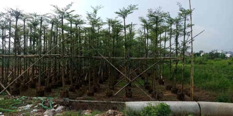 小叶榄仁树1-20公分