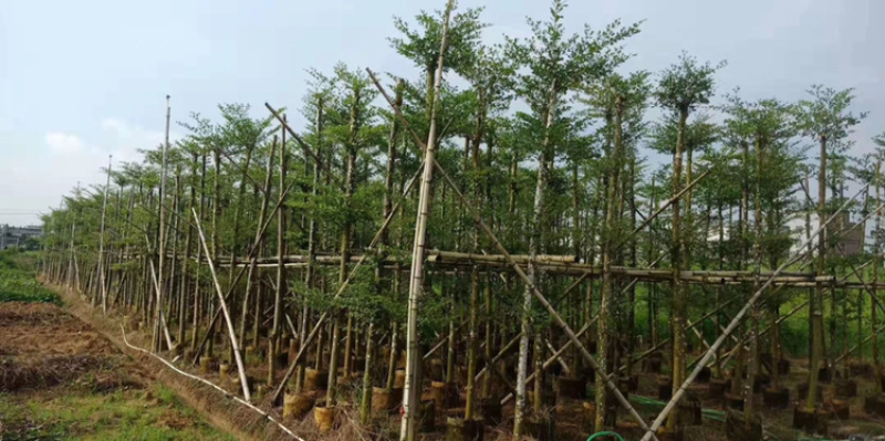 小叶榄仁树1-20公分