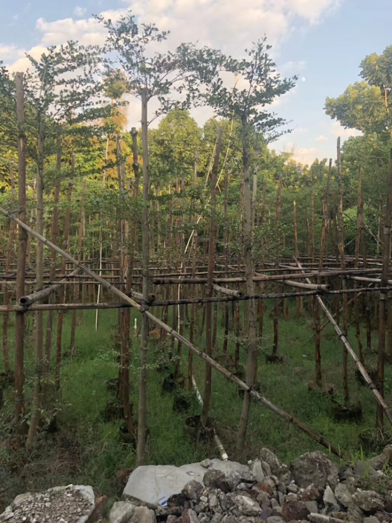 小叶榄仁树1-20公分