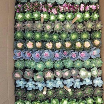 多肉植物大基地直发，品种规格齐全，欢迎合作，支持一件代发
