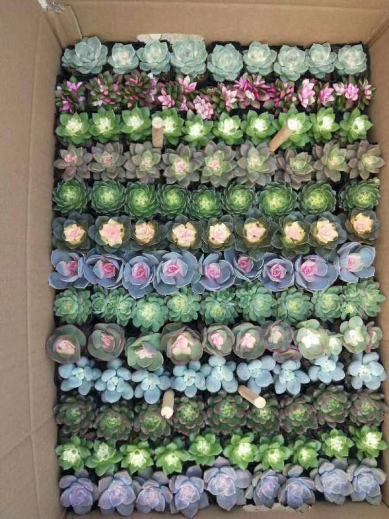 多肉植物大基地直发，品种规格齐全，欢迎合作，支持一件代发
