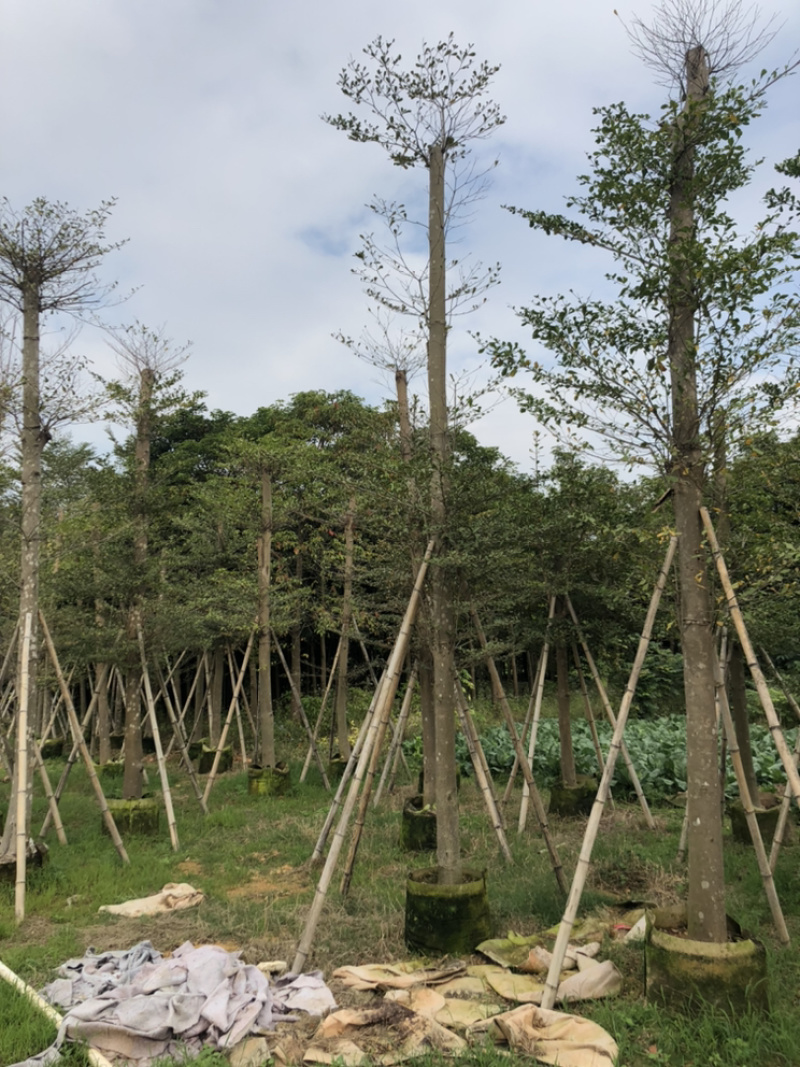 小叶榄仁树1-20公分