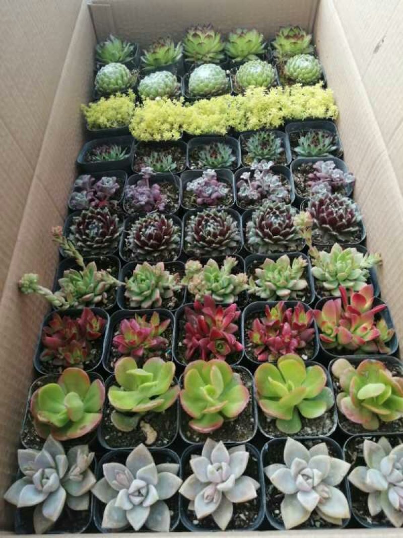 多肉植物大基地直发，品种规格齐全，欢迎合作，支持一件代发