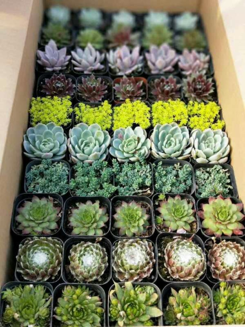 多肉植物大基地直发，品种规格齐全，欢迎合作，支持一件代发