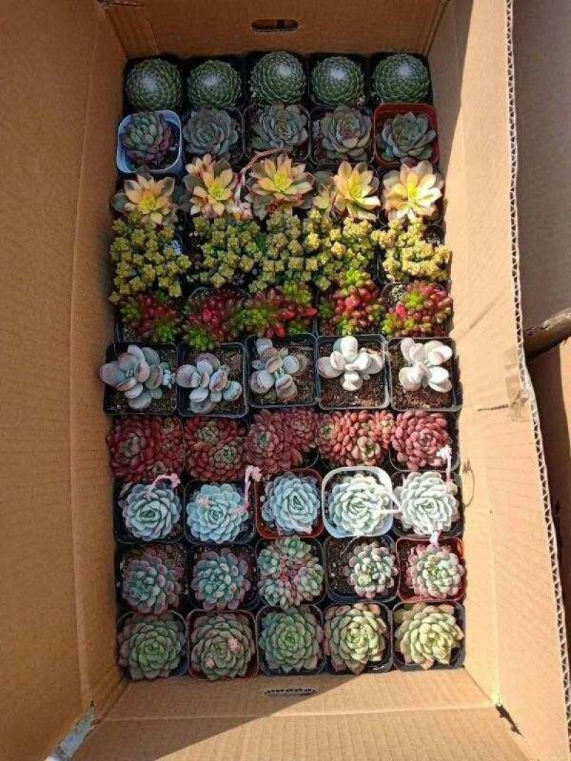 多肉植物大基地直发，品种规格齐全，欢迎合作，支持一件代发
