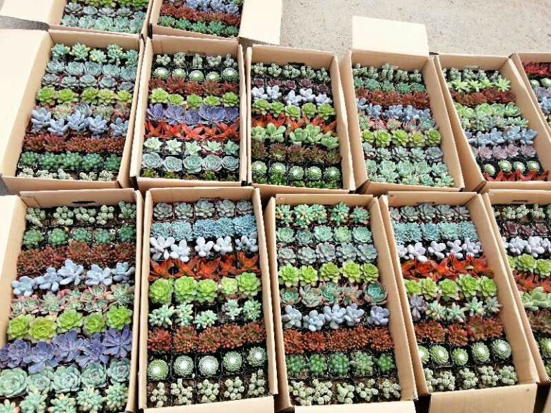 多肉植物大基地直发，品种规格齐全，欢迎合作，支持一件代发