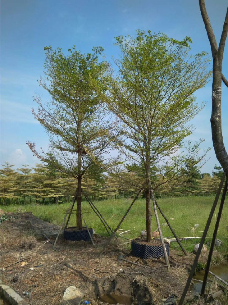 小叶榄仁树1-20公分