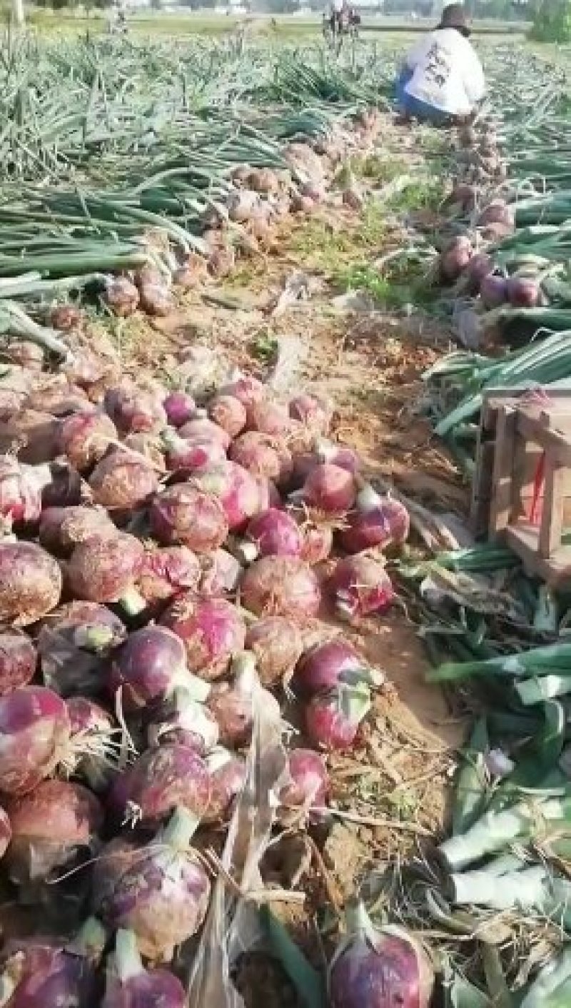 河南精品紫皮洋葱，大量现货实力代办，诚信合作市场供应