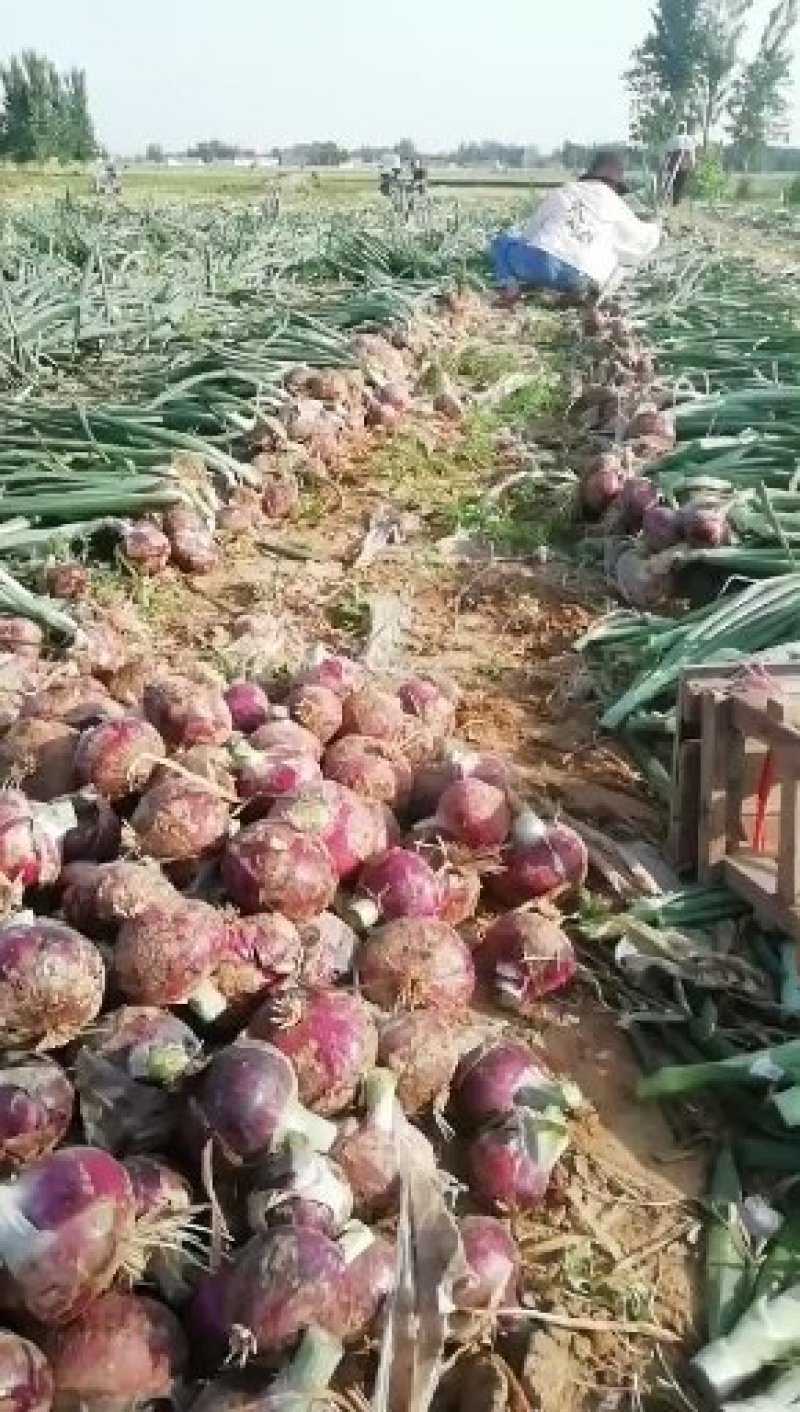 河南精品紫皮洋葱，大量现货实力代办，诚信合作市场供应