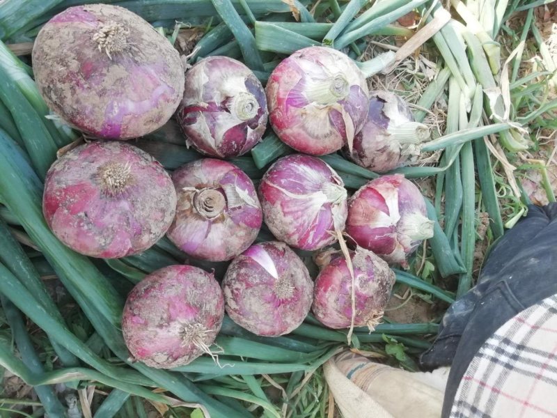 河南精品紫皮洋葱，大量现货实力代办，诚信合作市场供应