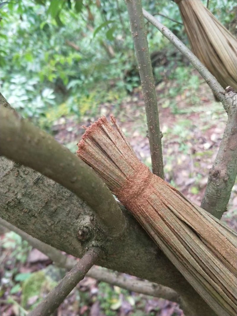 精品虫白蜡