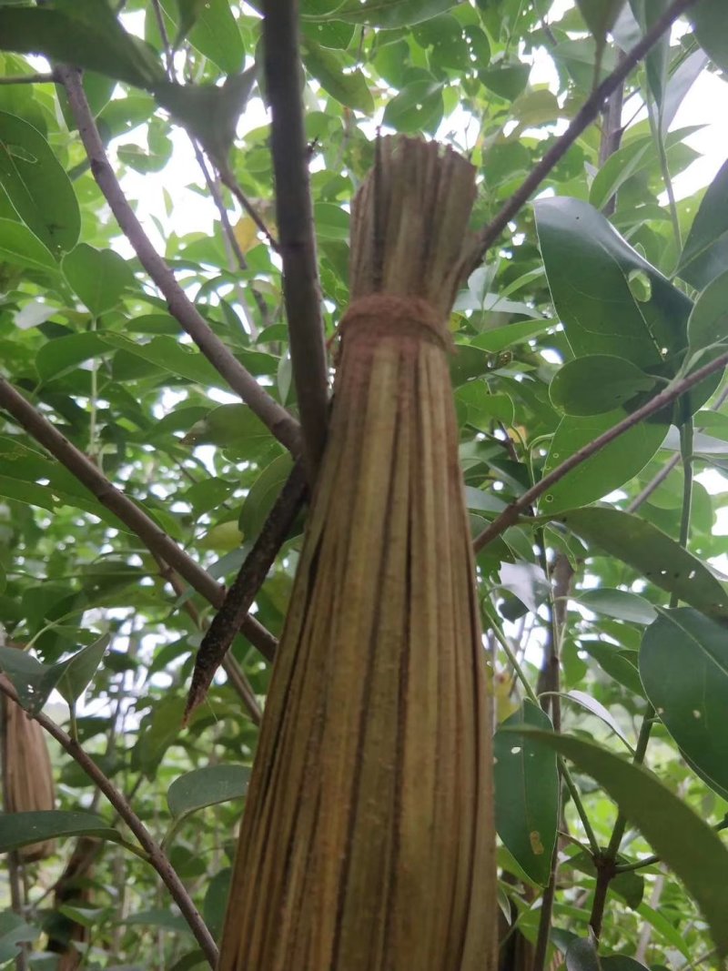 精品虫白蜡