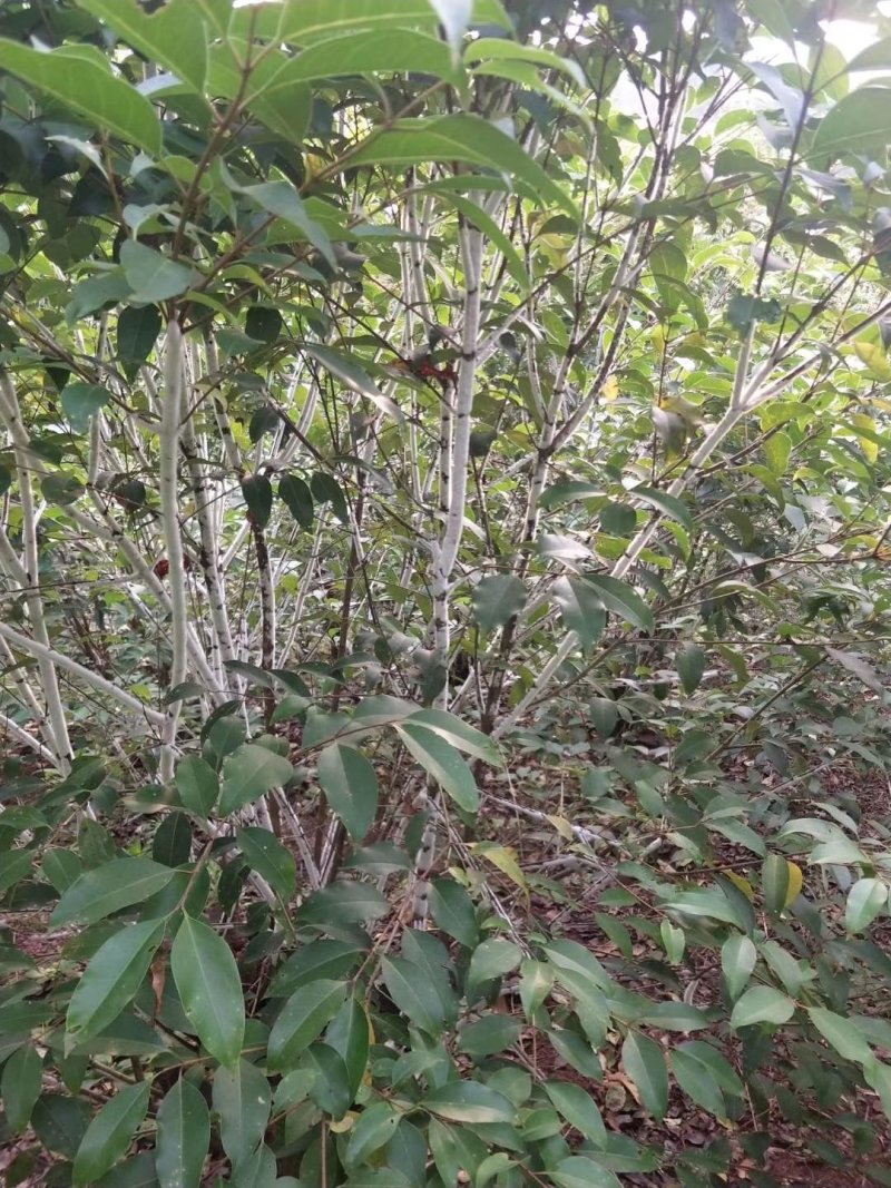 精品虫白蜡