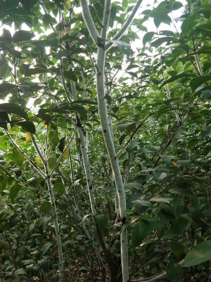 精品虫白蜡