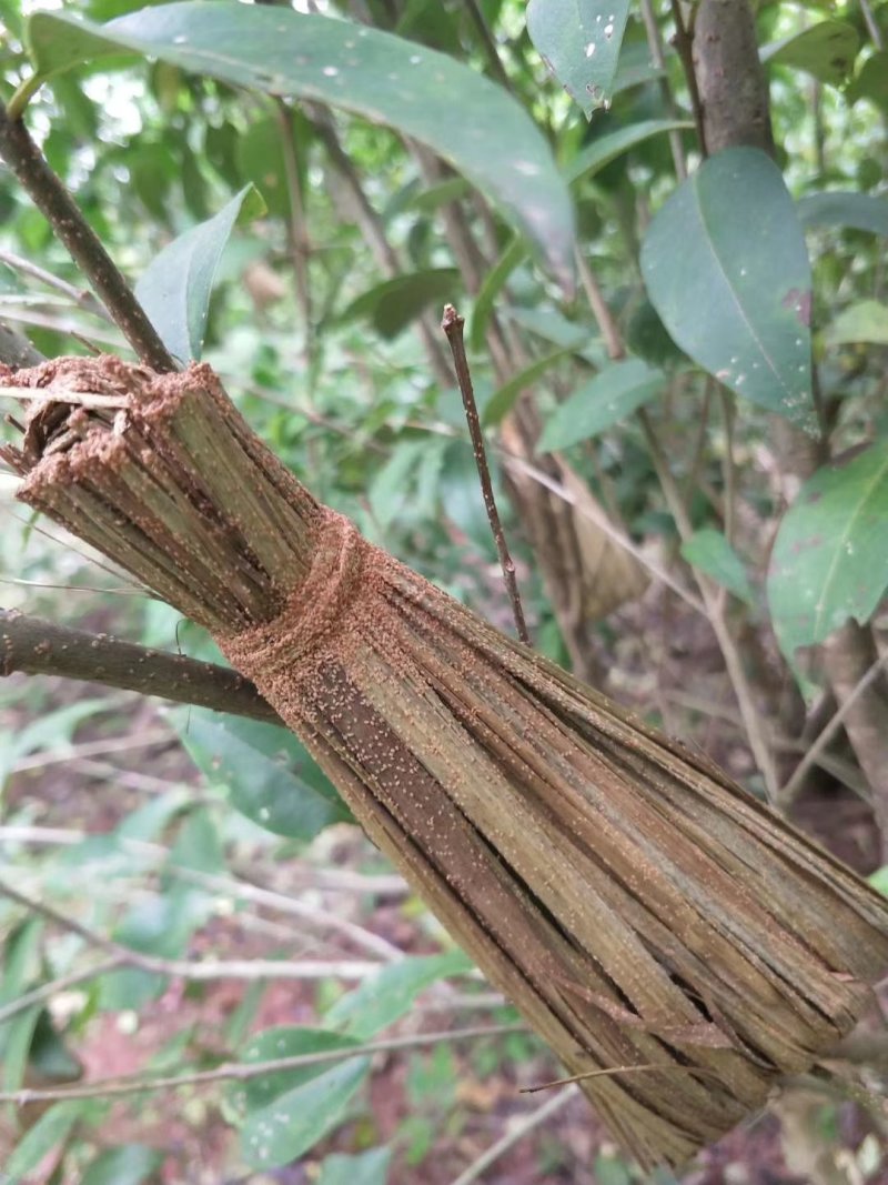 精品虫白蜡