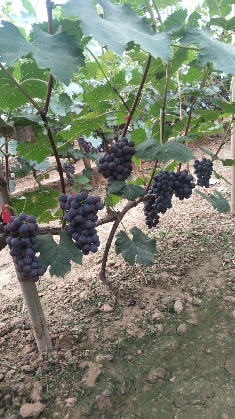 夏黑葡萄河北省邯郸市永年区万亩葡萄基地。大量供应各种葡
