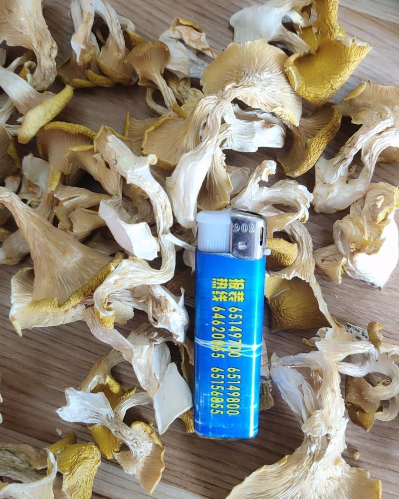 精品人工鸡油菌1000克包邮