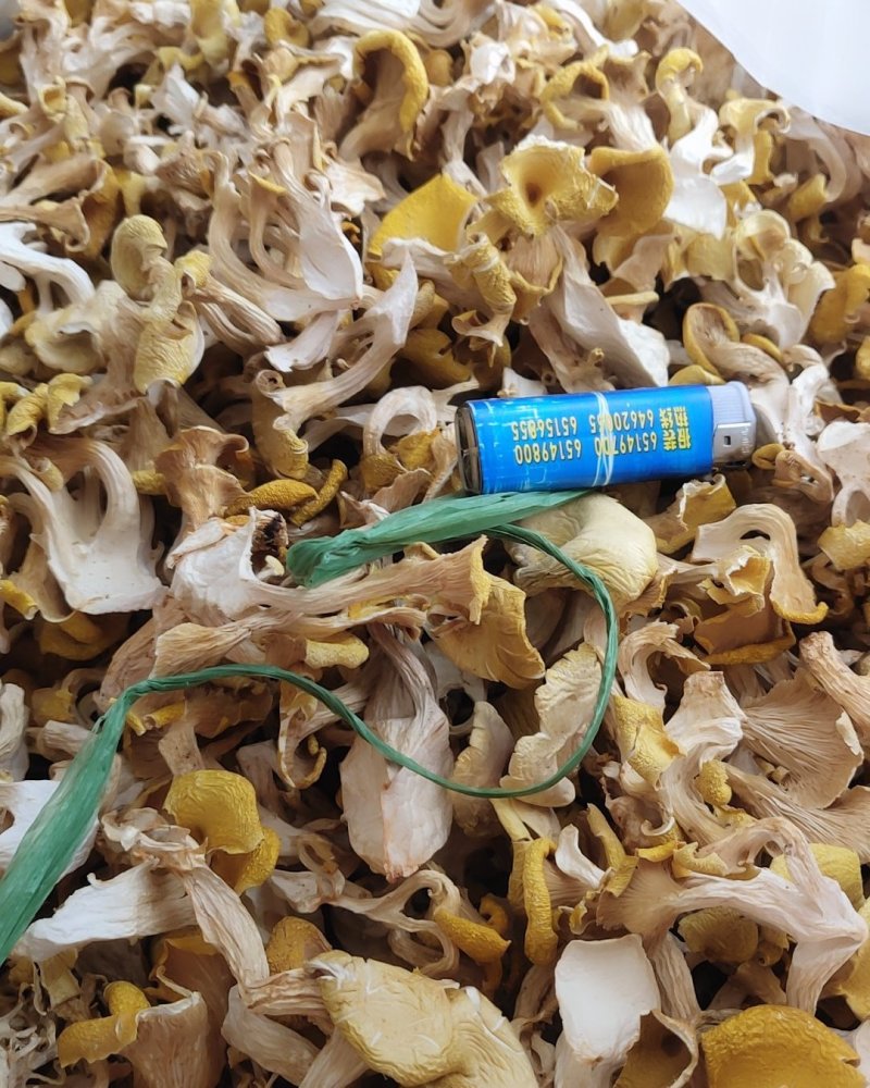 精品人工鸡油菌1000克包邮