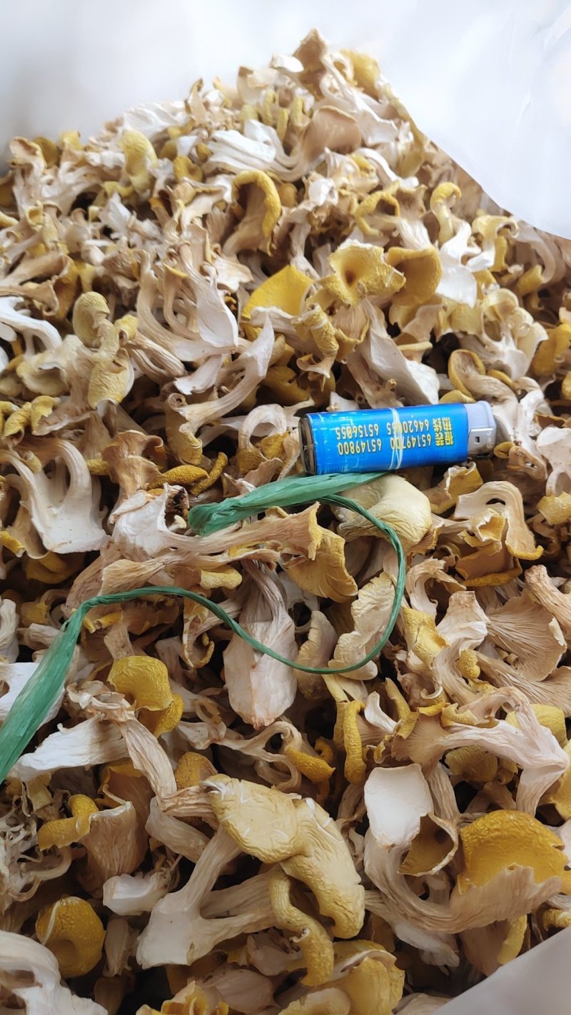 精品人工鸡油菌1000克包邮