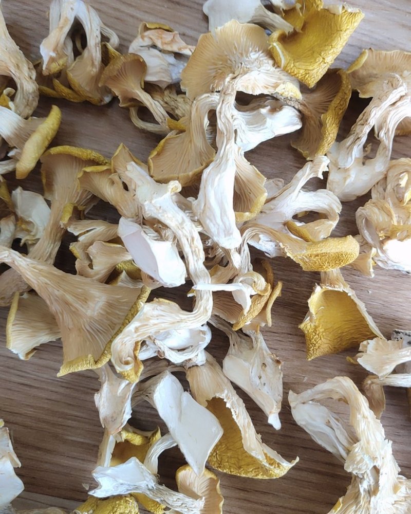 精品人工鸡油菌1000克包邮
