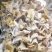精品人工鸡油菌1000克包邮