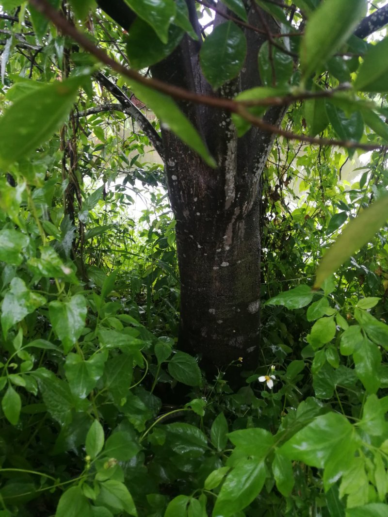 15年沉香树