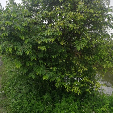 15年沉香树