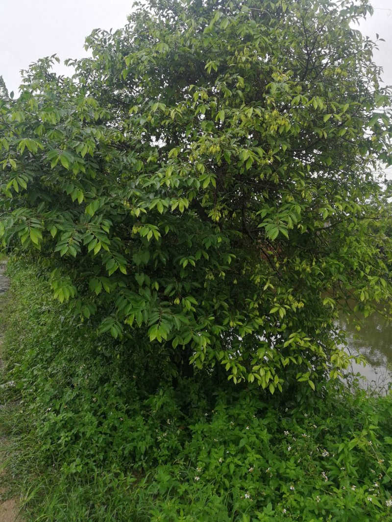 15年沉香树