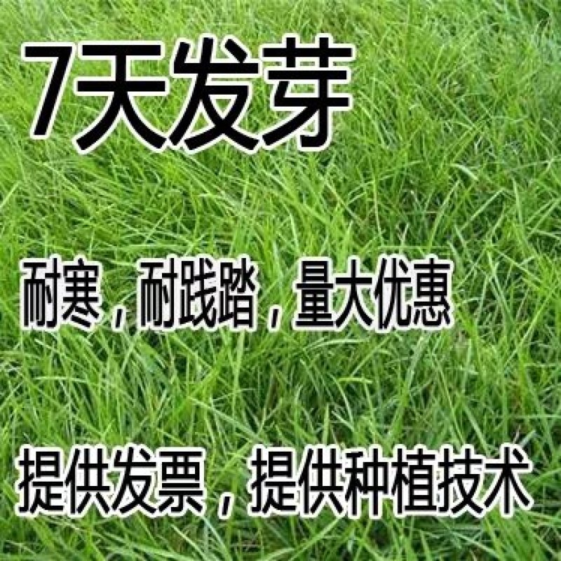 草坪种子混播四季青草籽四季种狗牙根早熟黑麦草高羊茅护坡草