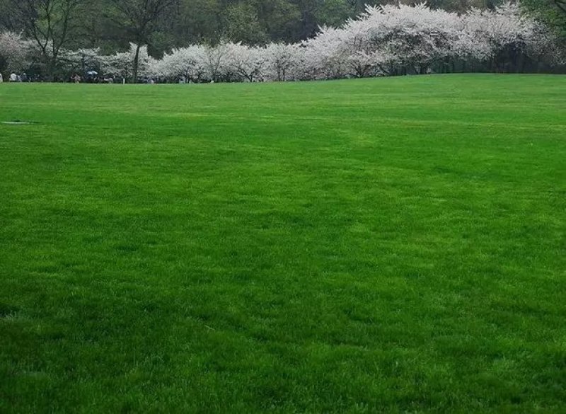 草坪种子混播四季青草籽四季种狗牙根早熟黑麦草高羊茅护坡草