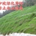 草坪种子混播四季青草籽四季种狗牙根早熟黑麦草高羊茅护坡草