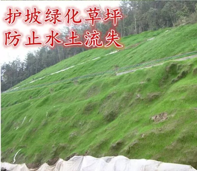 草坪种子混播四季青草籽四季种狗牙根早熟黑麦草高羊茅护坡草