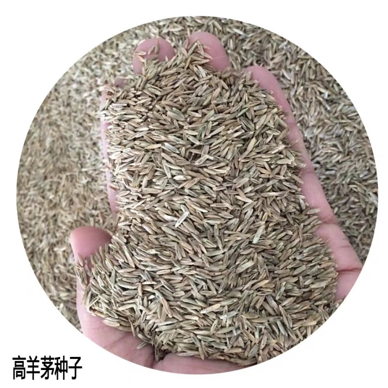 草坪种子混播四季青草籽四季种狗牙根早熟黑麦草高羊茅护坡草