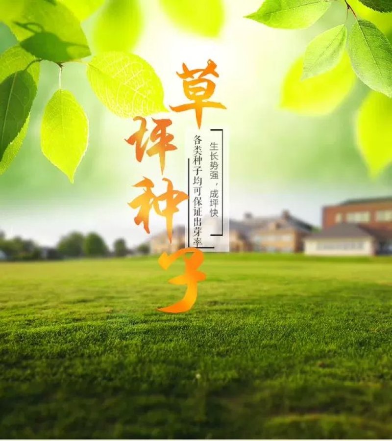 草坪种子混播四季青草籽四季种狗牙根早熟黑麦草高羊茅护坡草